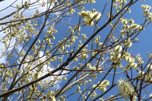 Деревья в марте