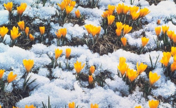 Байчечекей гулу