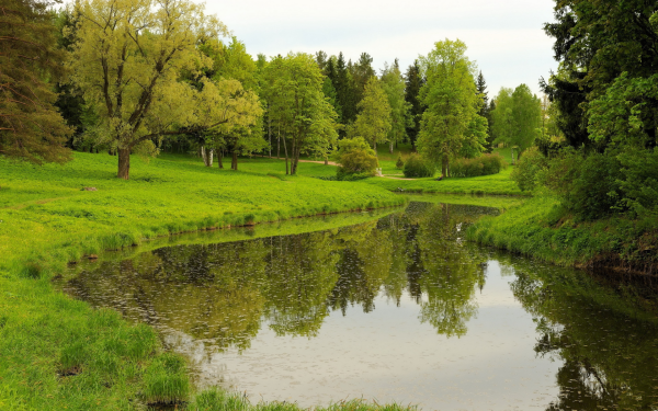 Природа, лес, река,Лесная Полянка