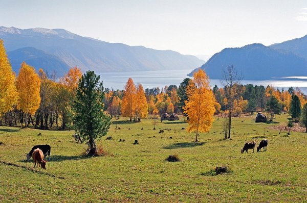 Алтайский заповедник