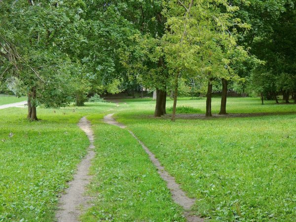 Фон летний парк