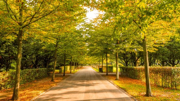 Ранняя осень парк