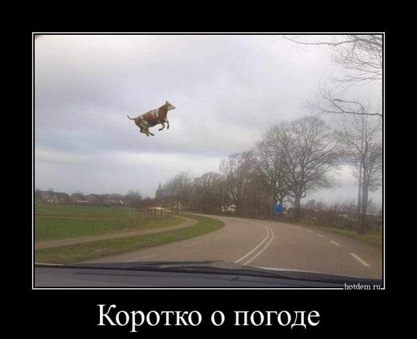 Мем that gay shit