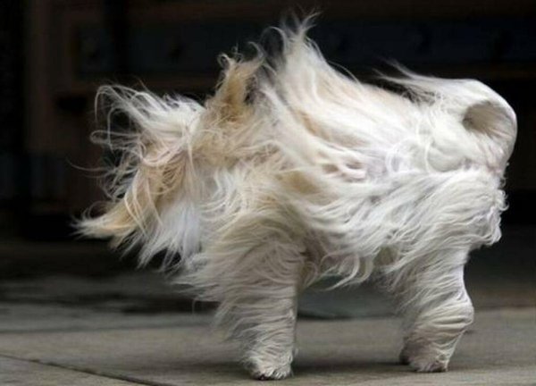 Сильный ветер кот