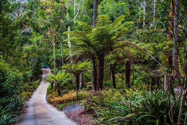 Дождевые леса восточного побережья Австралии