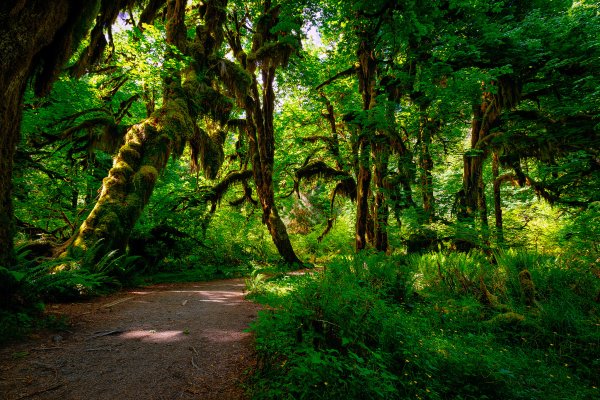 Джунгли Индии тропа