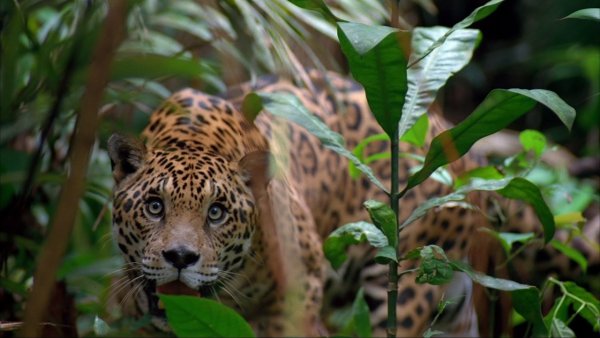 Леса амазонки животные