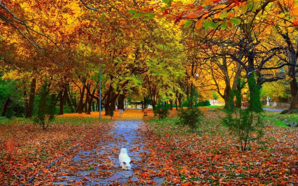 Осень листопад