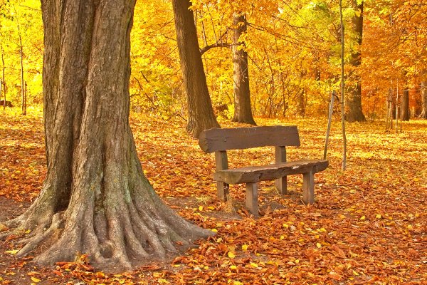 Осень клен парк