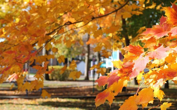 Кленовый парк осенью