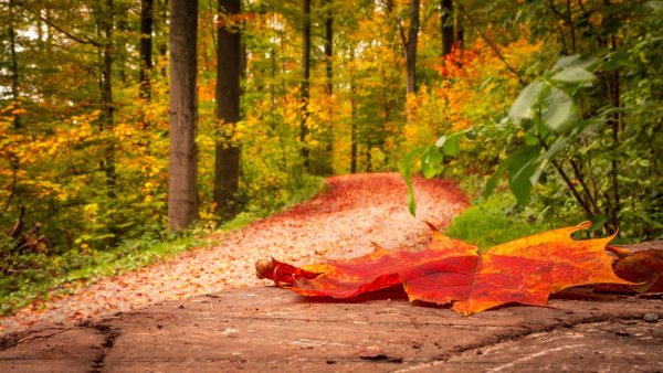 Осенние листья парк