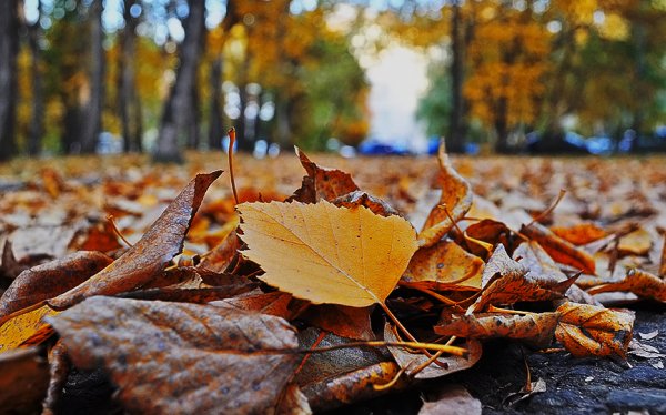 Листья в парке