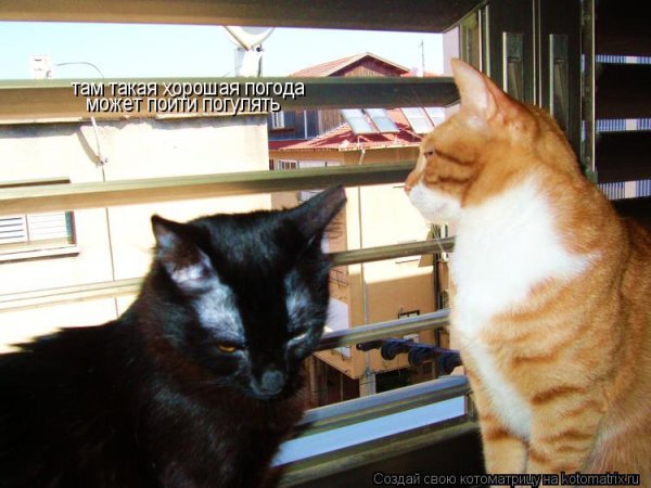 Идите гулять погода хорошая