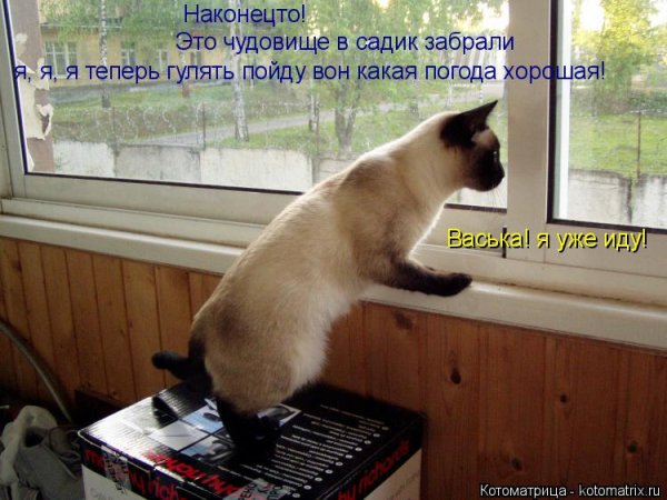 Котик хочет гулять