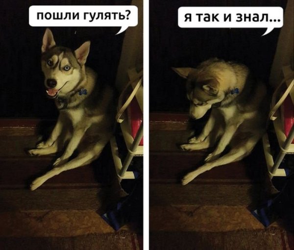 Пошли гулять картинки