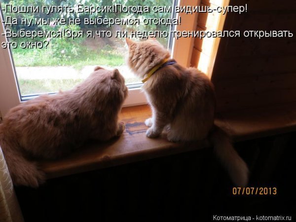 Пойдем погуляем