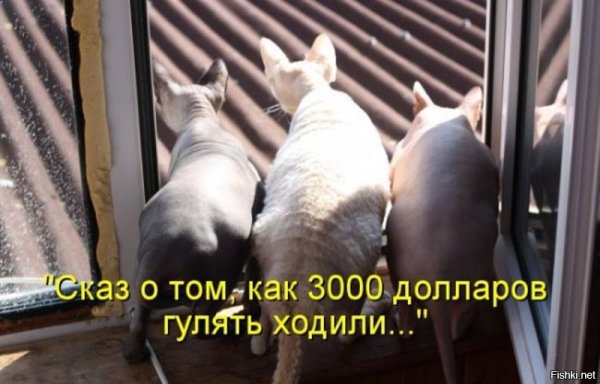 Коты ржака с надписями
