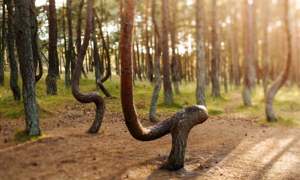 Танцующий лес Калининград национальный парк