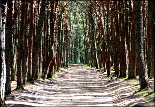 Нац парк Куршская коса