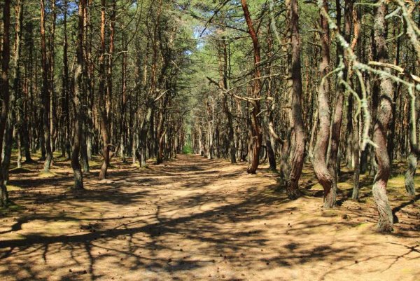 Куршская коса национальный парк