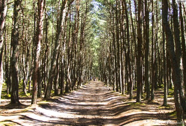 Куршская коса национальный парк