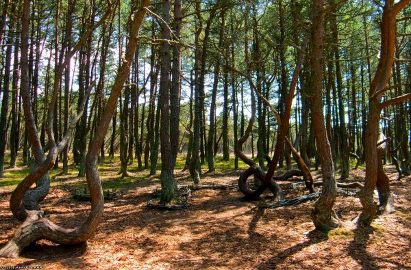 Национальный парк Куршская коса Калининград