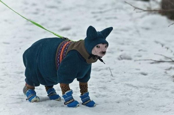 Сфинкс в одежде зимой