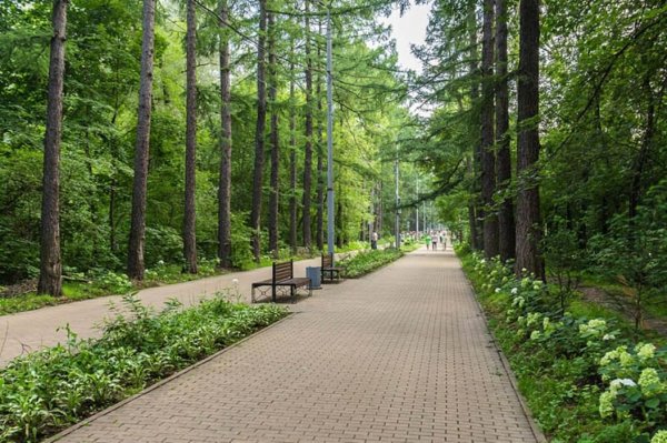 Парк Сокольники аллеи