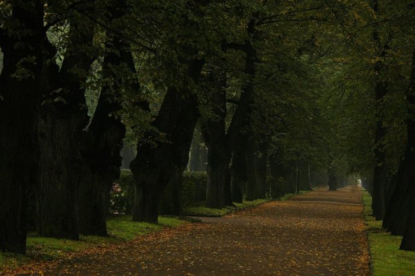 Аллея старых лип в летнем саду
