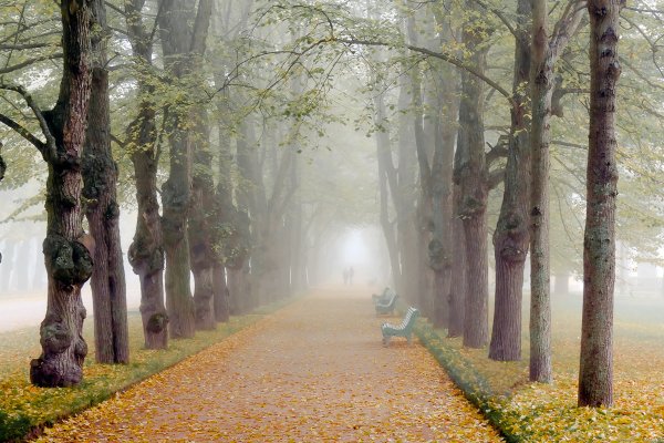 Липовая аллея осень