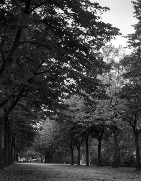 Черно белая аллея