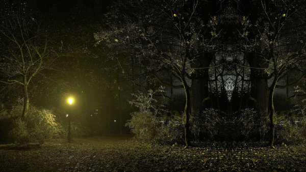 «Ночь в лесу»