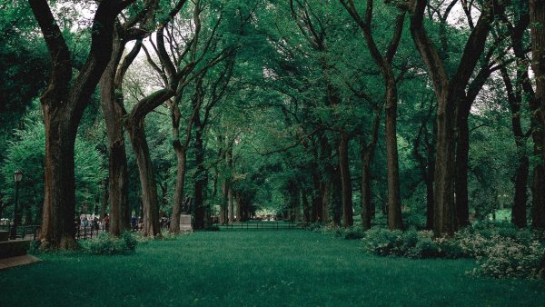 Эстетика парков