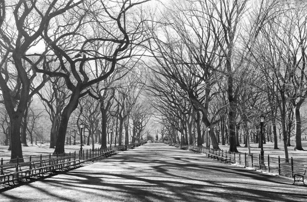 Парк пейзаж чб