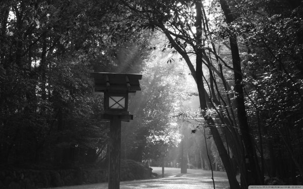 Природа Нуар