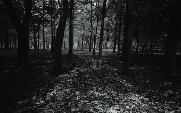 Темный страшный парк