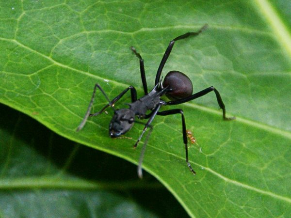 Насекомые парка