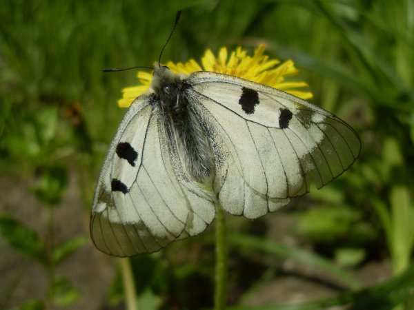 Насекомые Хвалынского парка национального парка
