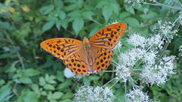 Насекомые в парке