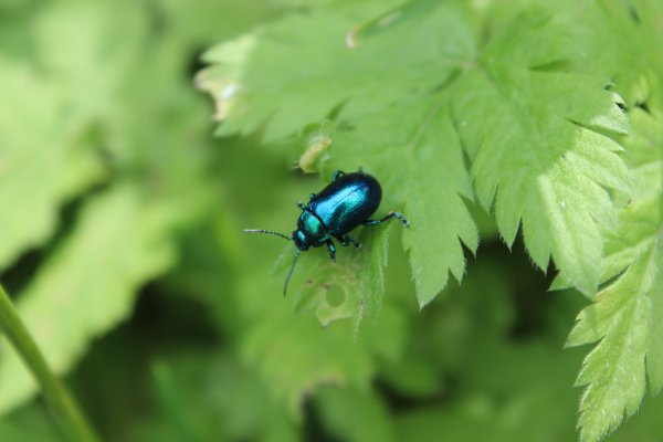 Двухточечный Листоед