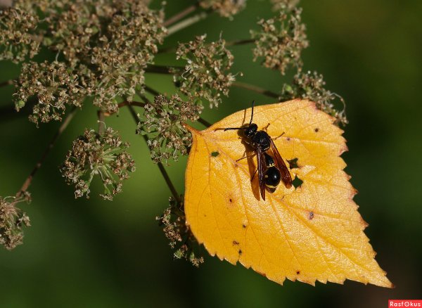 Осень пчелы