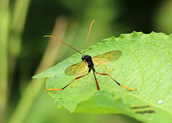 Насекомые в парках