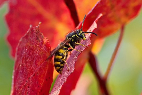 Осенние жуки