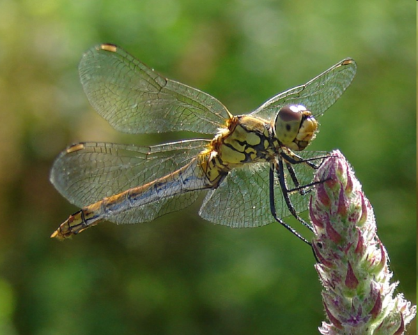 Бионика насекомые