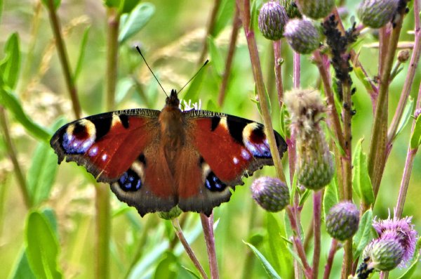 Махаон павлиний глаз