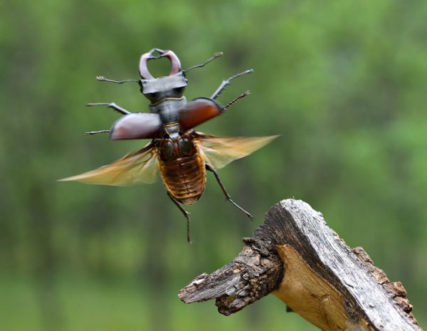 Майский Жук олень