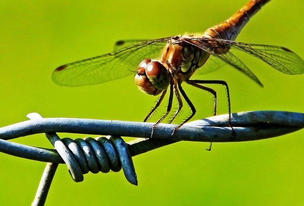 Насекомые в парках