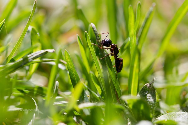 Насекомые в траве
