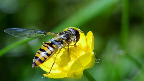 Пчела и бабочка
