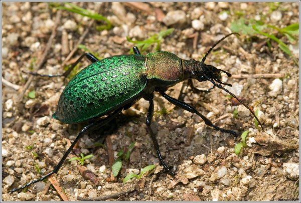 Жук жужелица Кавказская